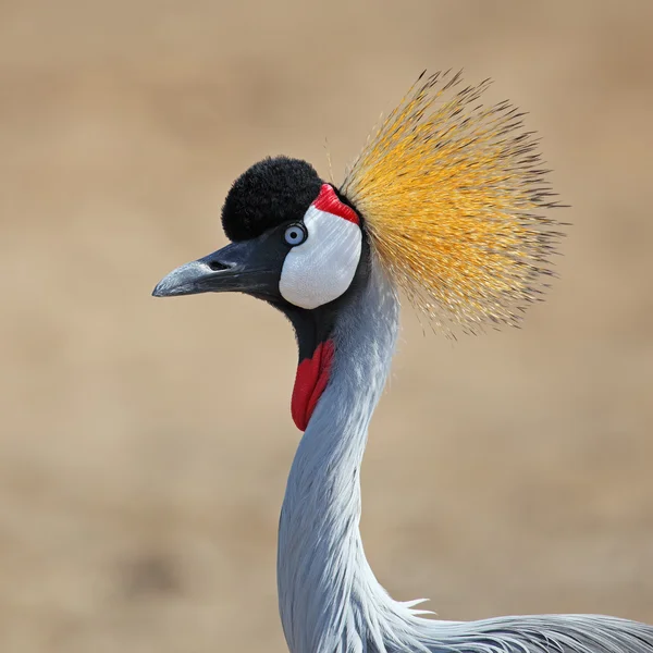 Gekrönter Kranich — Stockfoto