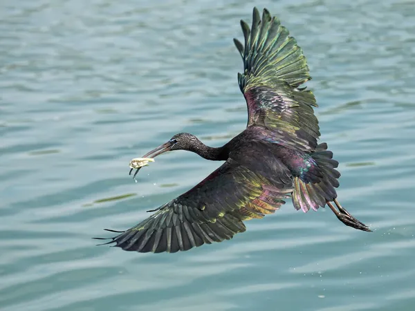 Zwarte ibis — Stockfoto