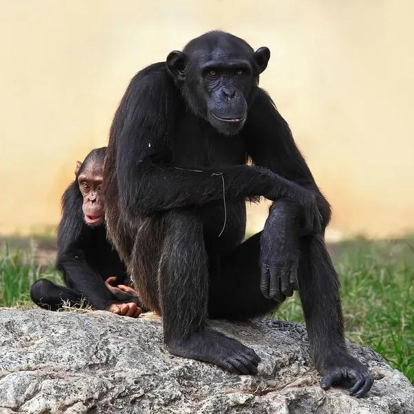 Anne ve Oğul — Stok fotoğraf