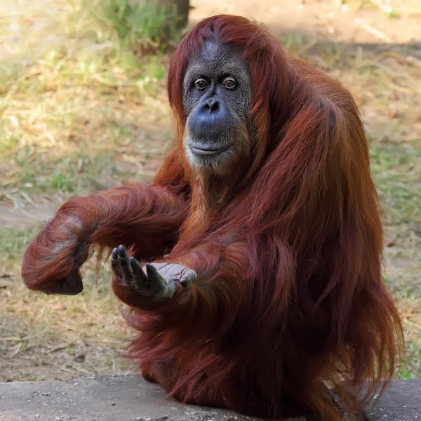 Orangutang — Stockfoto