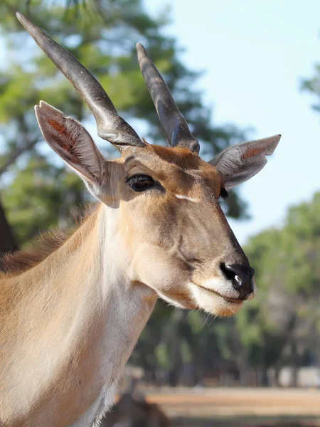 Tragelaphus oryx — Stock Photo, Image
