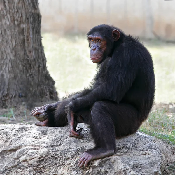 Chimpanzee — Stock Photo, Image