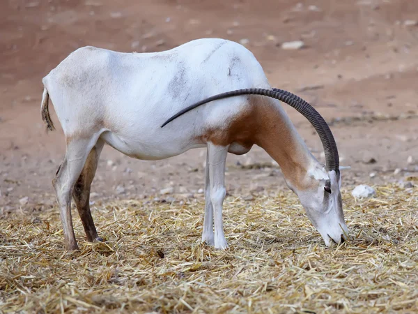Gehoornde oryx — Stockfoto