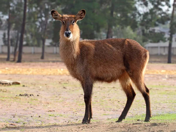 Waterbok — Stockfoto