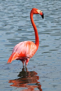 pembe flamingo