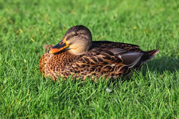 Duck — Stock Photo, Image