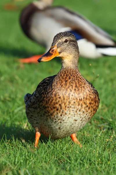 Pato-de-bico — Fotografia de Stock