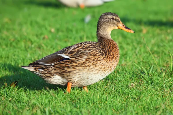 Překrásná kachna — Stock fotografie