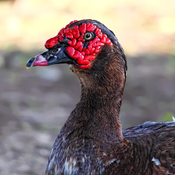 Muscovy Duck (Cairina moschata) — Stock Photo, Image