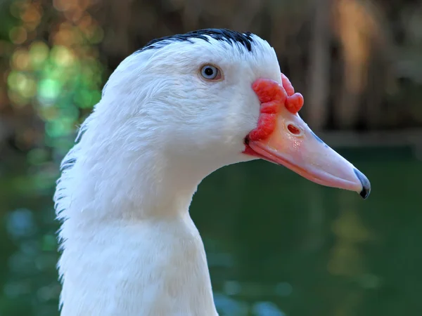 Pato-mostarda — Fotografia de Stock