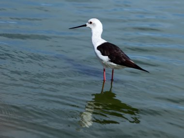 Himantopus