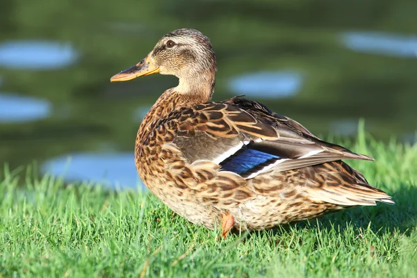 Duck — Stock Photo, Image