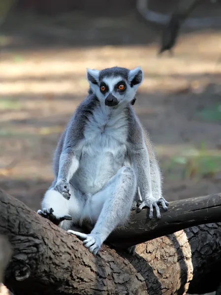 Lemur — Stockfoto