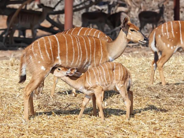 Little kudu and mom — Stock Photo, Image