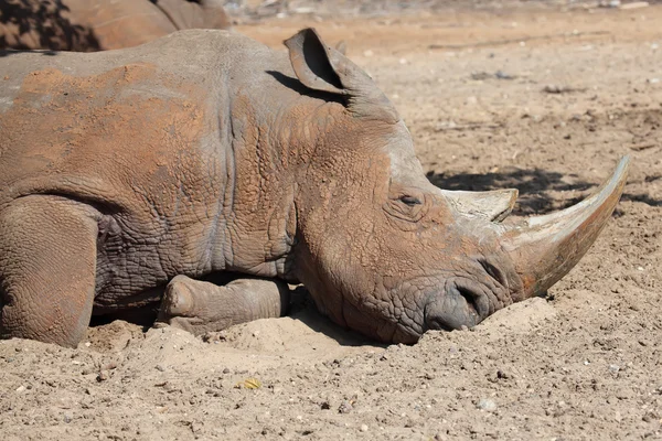 Nashorn — Stockfoto