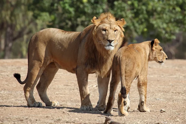 Lion and lioness — Stock Photo, Image