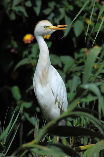 สีขาว egret — ภาพถ่ายสต็อก
