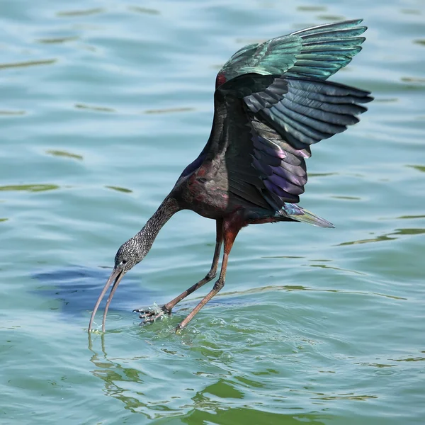 Glossy Ibis — Stock Photo, Image