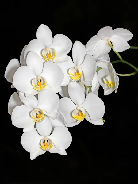 Orquídea blanca — Foto de Stock