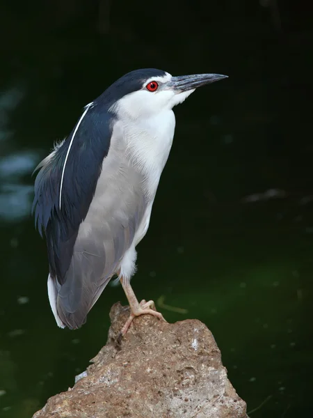 Nycticorax — Foto de Stock