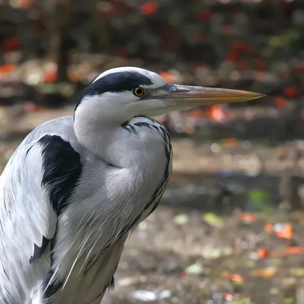 Grey heron — Stock Photo, Image