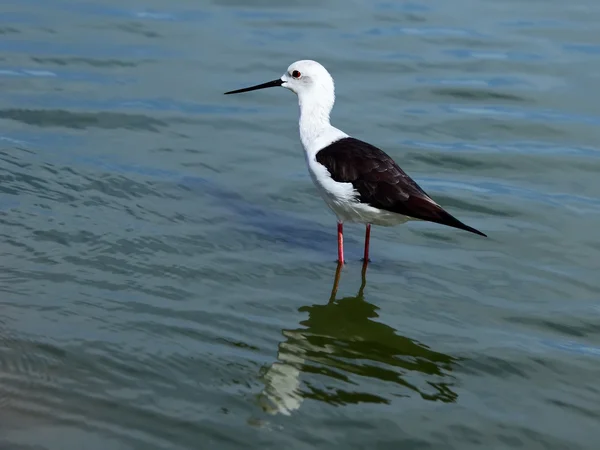 Himantopus — Foto de Stock