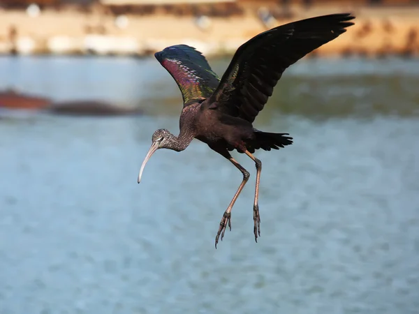 Ibis hnědý — Stock fotografie