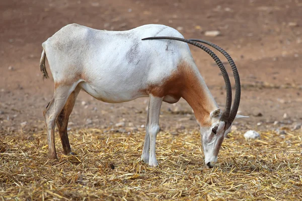 Horned Oryx — Stock Photo, Image