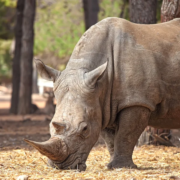 Primer plano de Rhino — Foto de Stock