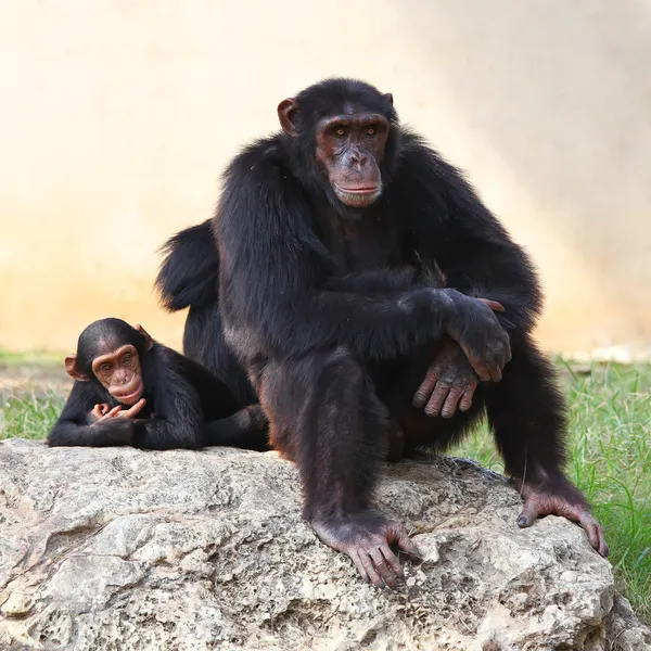Két majmok Stock Fotó