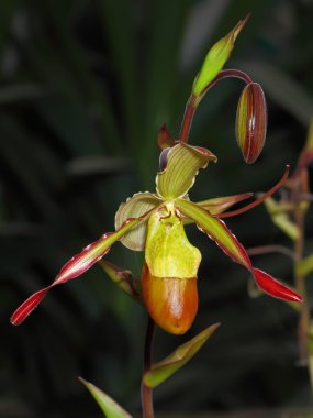 Cypripedium guttatum