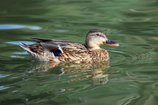 Pato-de-bico — Fotografia de Stock