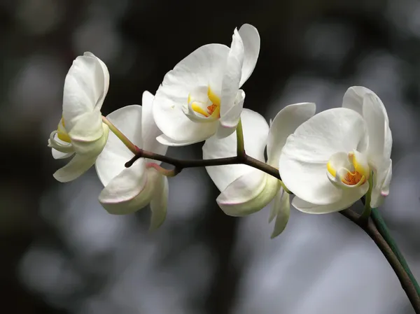 Tropiska blommor — Stockfoto