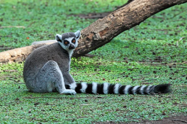 Ring-tailed Lemur — Stock Photo, Image