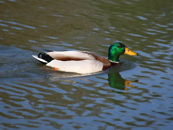 Mallard Duck — Stock Photo, Image