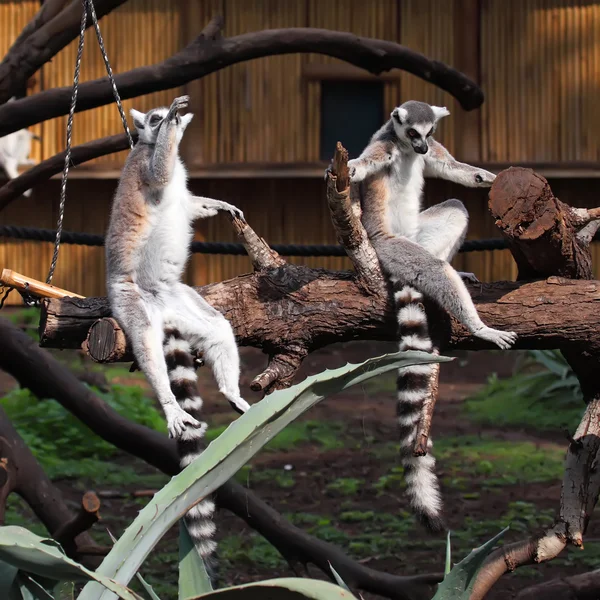 Ringhalede lemurer - Stock-foto