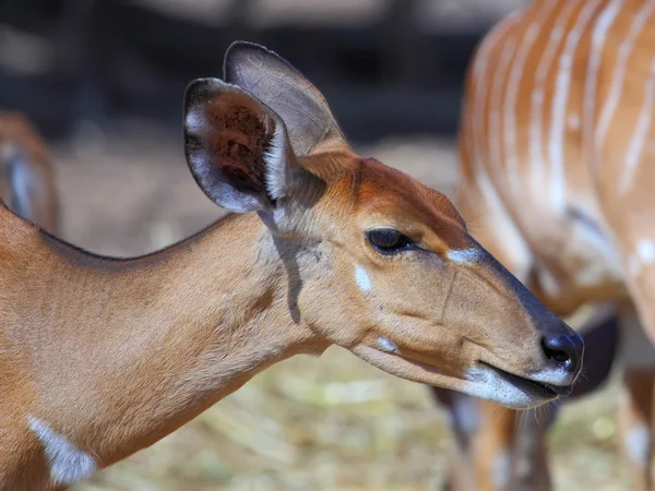 Un'antilope kudu femminile — Foto Stock