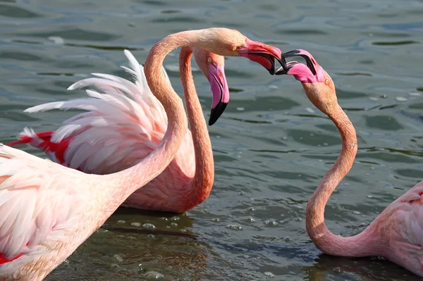 Flamingos — Stock fotografie