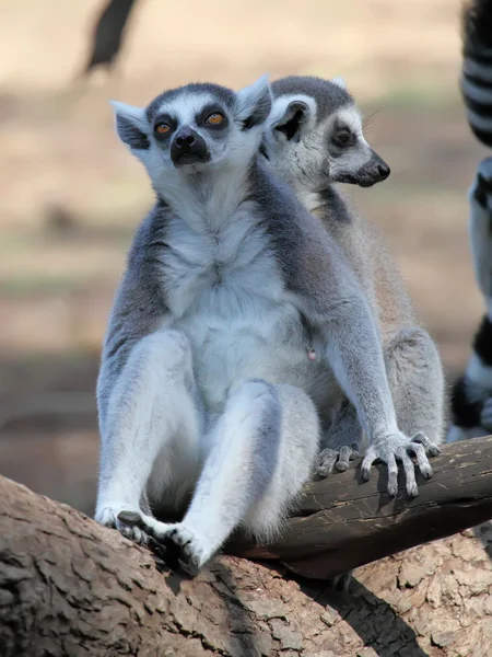 Lemurlar — Stok fotoğraf