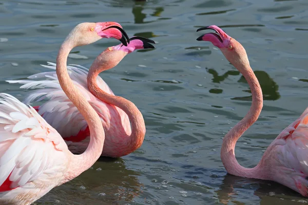 Flamingos — Stockfoto