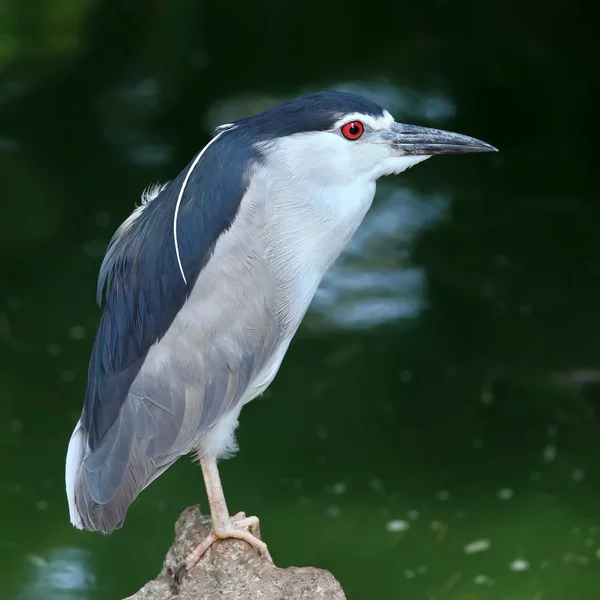 Garza nocturna — Foto de Stock