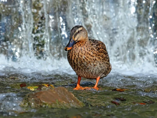 Pato-de-bico — Fotografia de Stock