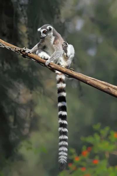 Ogoniasty lemur — Zdjęcie stockowe