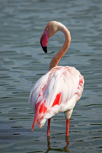 Flamant rose — Photo