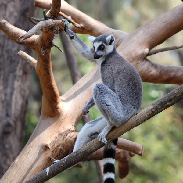 Lemur — Stockfoto