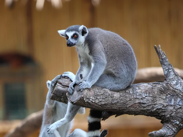 Ring-tailed Lemur — Stockfoto