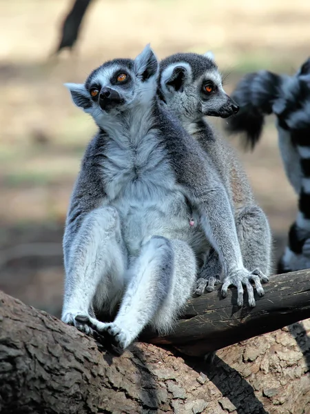 Lemurlar — Stok fotoğraf