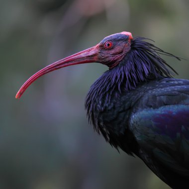 Southern Bald Ibis clipart