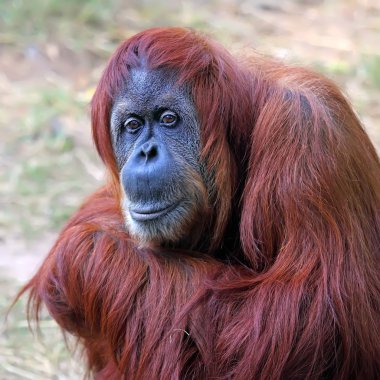 orangutan