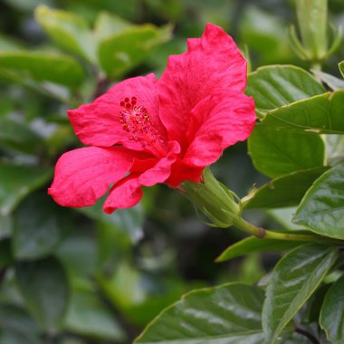 hibiscus çiçeği